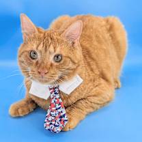 Thumbnail photo of Tiger (The Gentlest Baby) #3