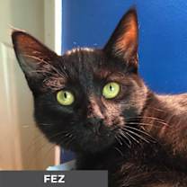 Thumbnail photo of Fez #4