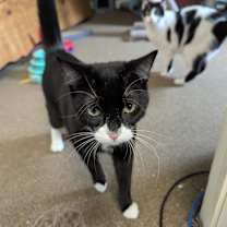 Thumbnail photo of Batman #2