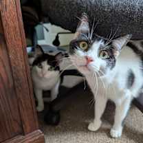 Thumbnail photo of Robin #2