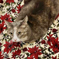 Thumbnail photo of Gracii #2