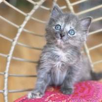 Thumbnail photo of Shirley #1