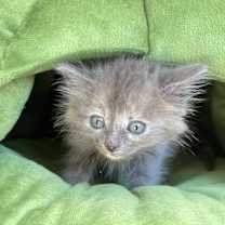 Thumbnail photo of Shirley #3