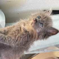 Thumbnail photo of Laverne #2