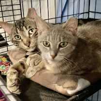 Thumbnail photo of Peanut #4