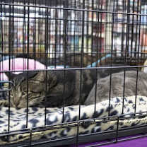 Thumbnail photo of Kringle #3