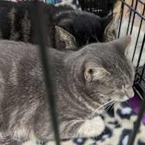 Thumbnail photo of Kringle #4