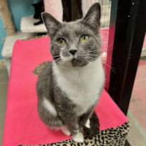 Thumbnail photo of Siena #2