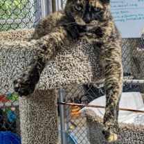 Thumbnail photo of Zinnia #4