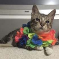 Thumbnail photo of Tiger #1