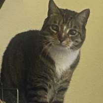 Thumbnail photo of Tiger #4