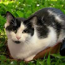 Thumbnail photo of NALA #2