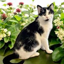 Thumbnail photo of NALA #3