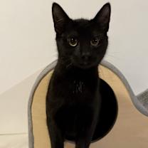 Thumbnail photo of Cayden - MS #1