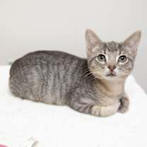 Thumbnail photo of Ms. Scarlet #1