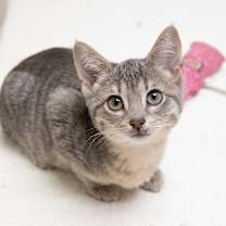 Thumbnail photo of Ms. Scarlet #3