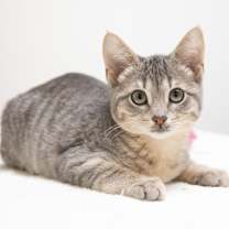 Thumbnail photo of Ms. Scarlet #4