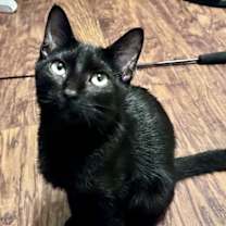 Thumbnail photo of Shadow #1