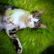 Thumbnail photo of Kronk #1