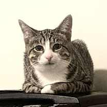 Thumbnail photo of Pepper Jack #3