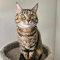 Thumbnail photo of Bereet #1