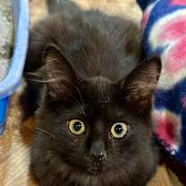 Thumbnail photo of Nova #2