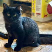 Thumbnail photo of Pallas #2