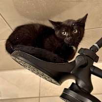 Thumbnail photo of Pallas #3