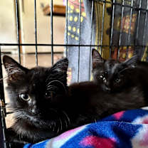 Thumbnail photo of Pallas #4