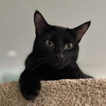 Thumbnail photo of Desmond #2