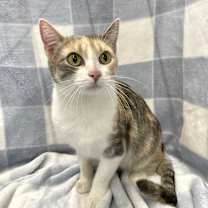 Thumbnail photo of Cali #1