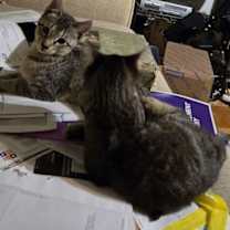 Thumbnail photo of Force #4