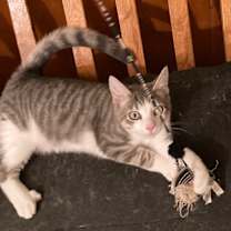 Thumbnail photo of Mickey #4