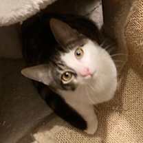 Thumbnail photo of Sheldon #2