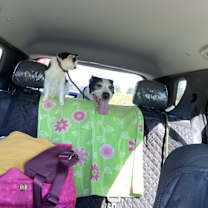 Thumbnail photo of Tess #3