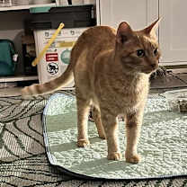 Thumbnail photo of Saffron #2