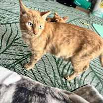 Thumbnail photo of Saffron #3