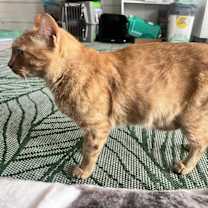 Thumbnail photo of Saffron #4