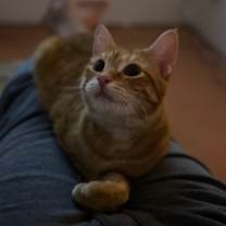 Thumbnail photo of Pippin #2