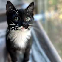 Thumbnail photo of Obie #4