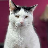 Thumbnail photo of Pedro #2