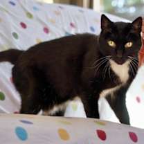 Thumbnail photo of Miss Kitty #2