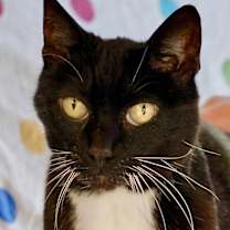 Thumbnail photo of Miss Kitty #3