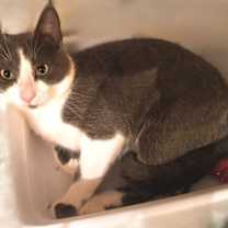 Thumbnail photo of Boss #1