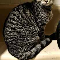 Thumbnail photo of Sophie- good with dogs #1