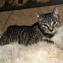 Thumbnail photo of Sophie- good with dogs #2