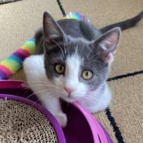 Thumbnail photo of Ava #4