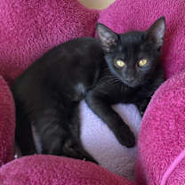 Thumbnail photo of Bunny #1