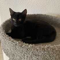 Thumbnail photo of Bunny #3
