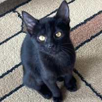 Thumbnail photo of Bunny #4